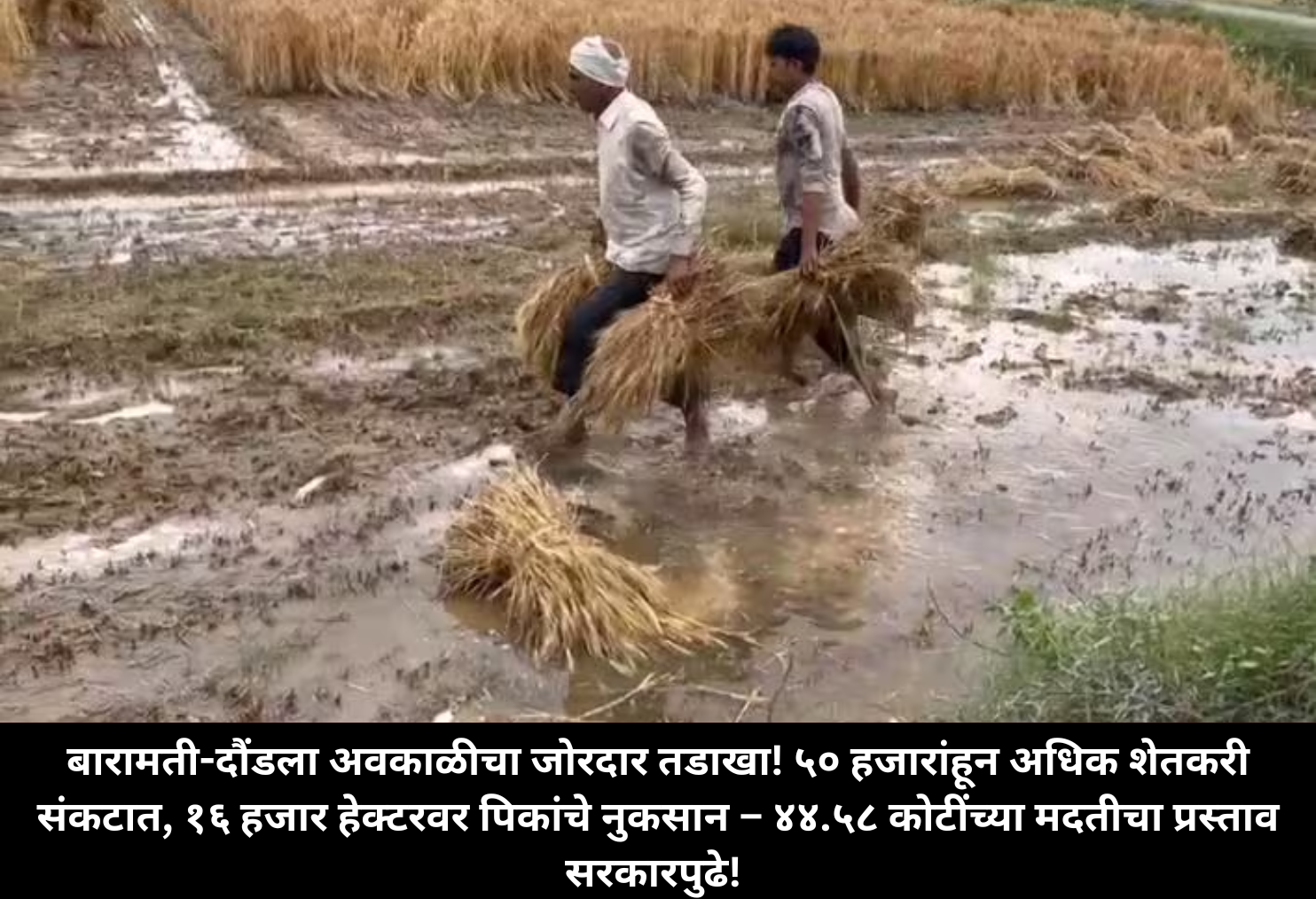  Unseasonal Rain Hits 50K Farmers Hard!
