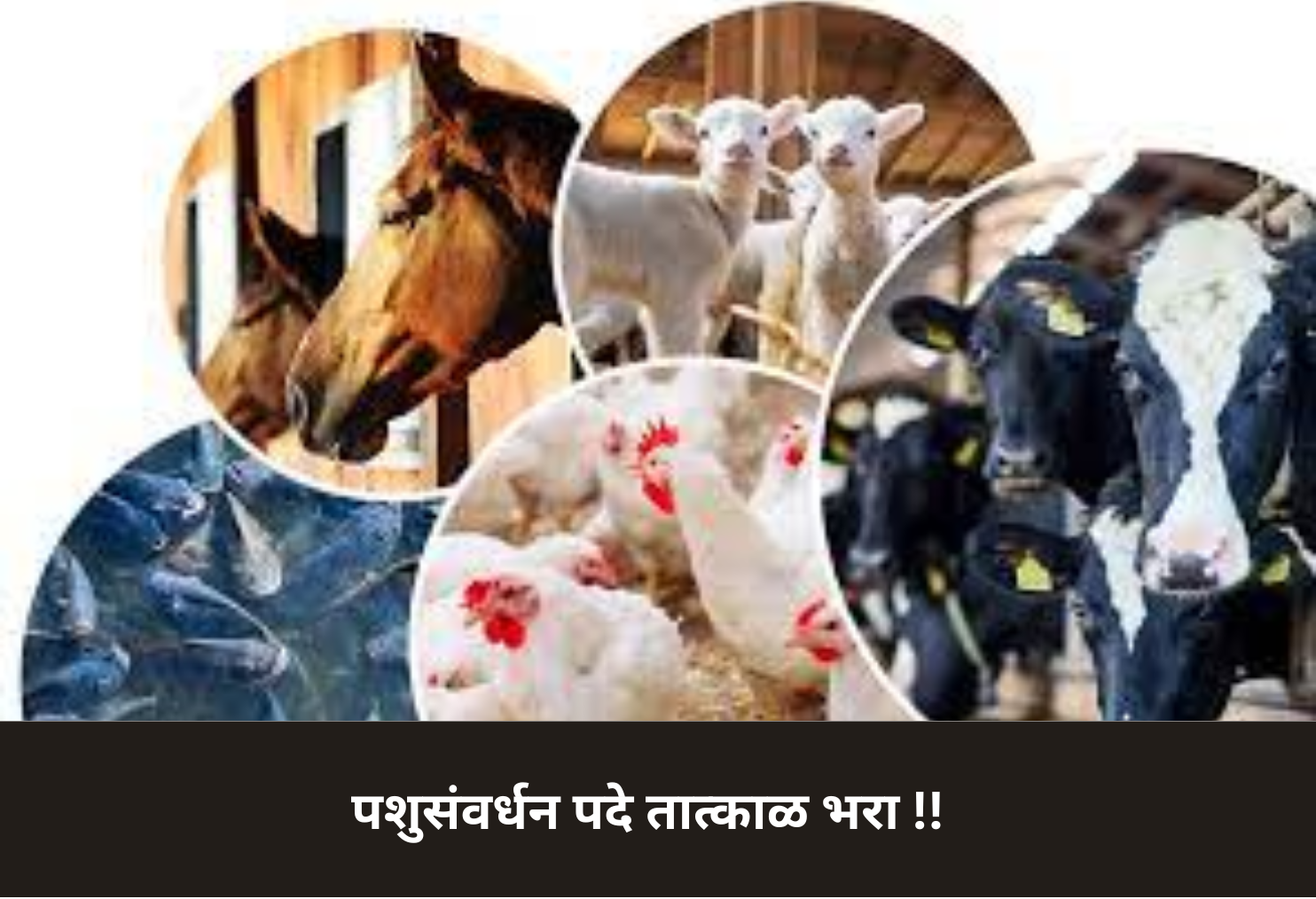 Animal Husbandry Vacancies – Fill Now!