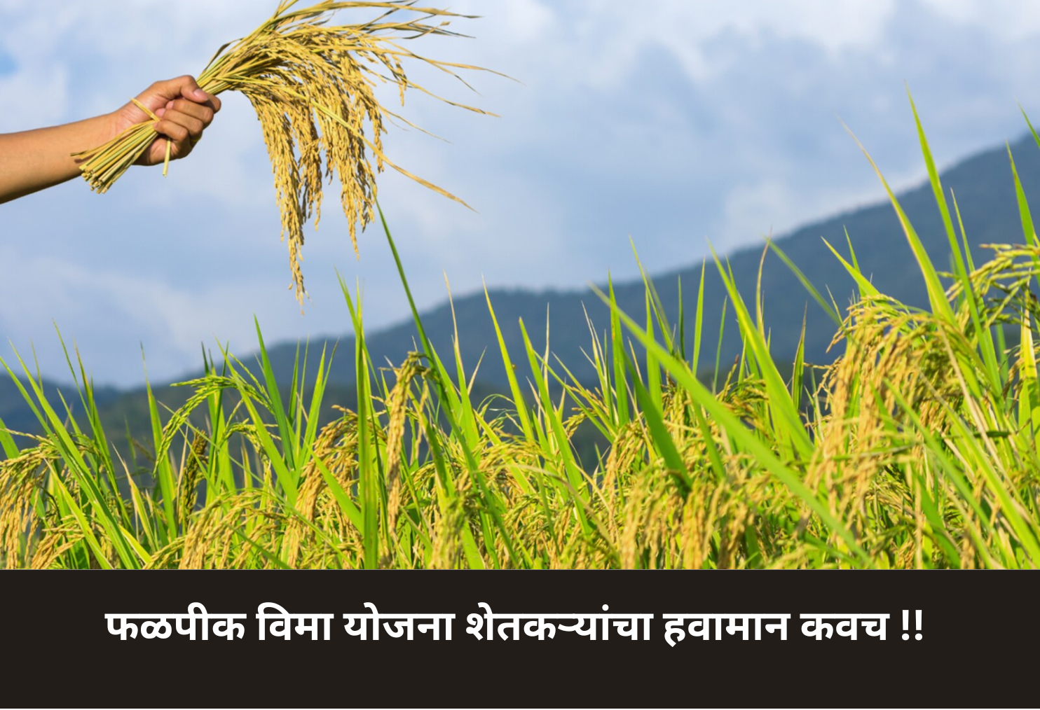 Fruit Crop Insurance: Farmers’ Weather Shield!