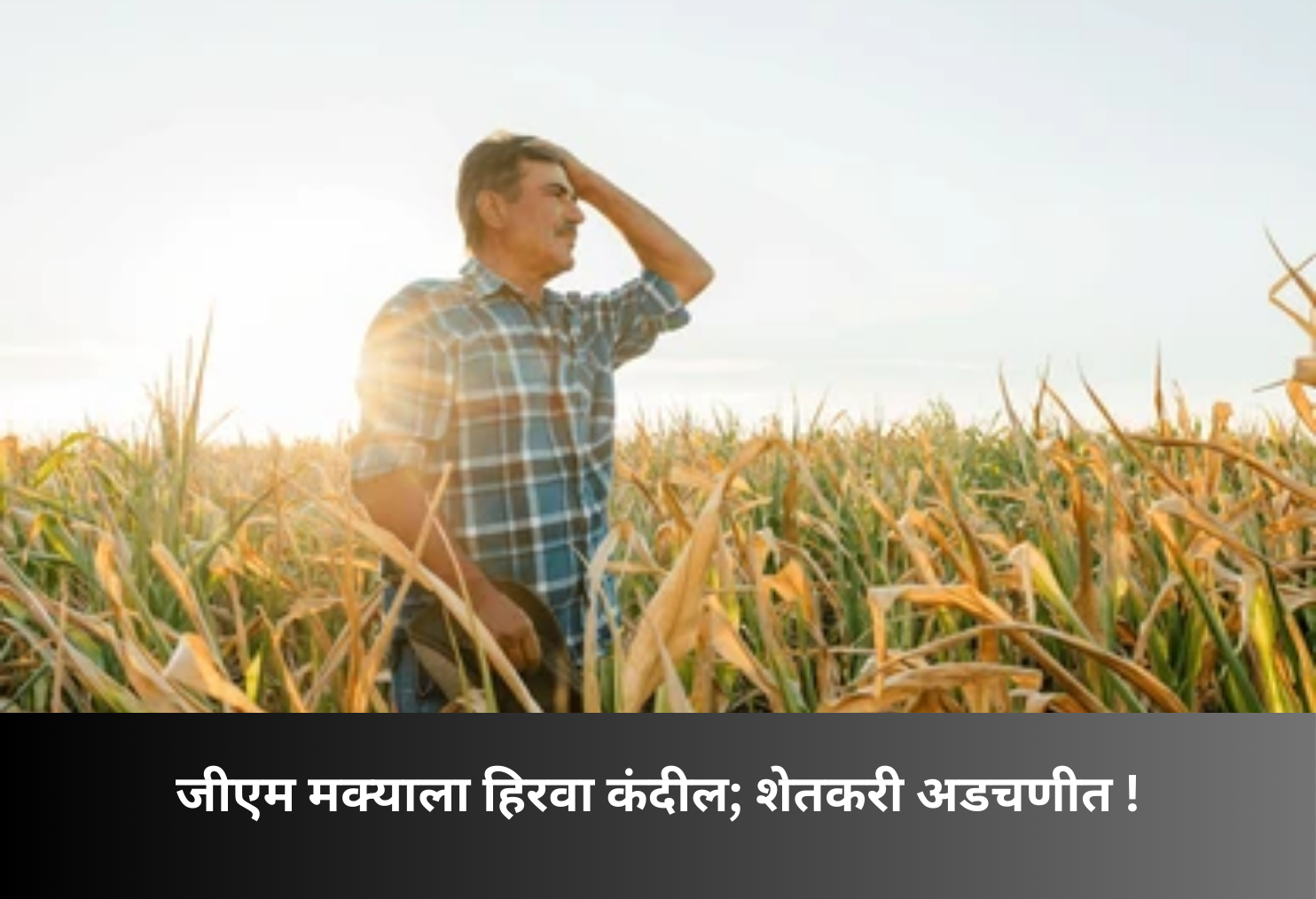 GM Corn Gets Green Signal, Farmers Worried!